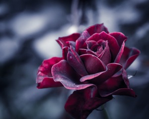 _DSC9093-2