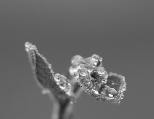 水珠