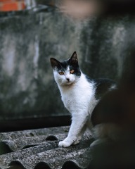 阿喵---②⑩④