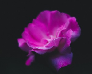 玫瑰