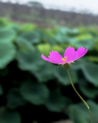 格桑