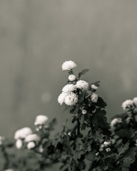 菊！！！