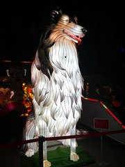 狗年放狗旺旺旺！！！