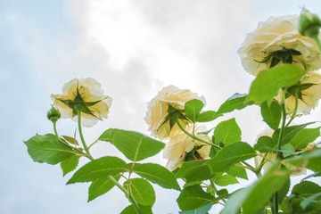 四月十五