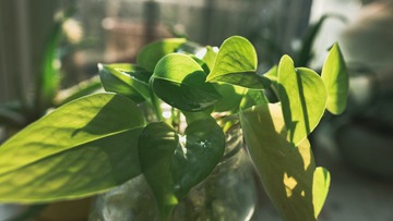 植物