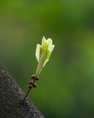 芽
