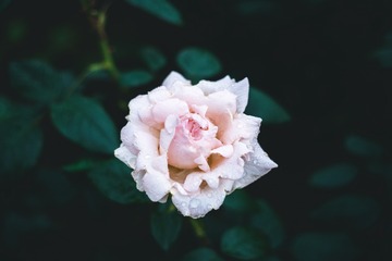 粉玫瑰