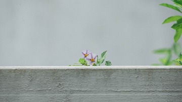 不知道叫啥花