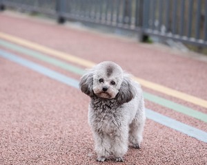 贵宾~~~犬！