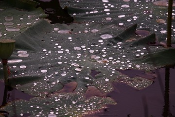 1000018227