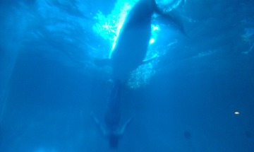 IMAG0811