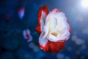 血色花瓣