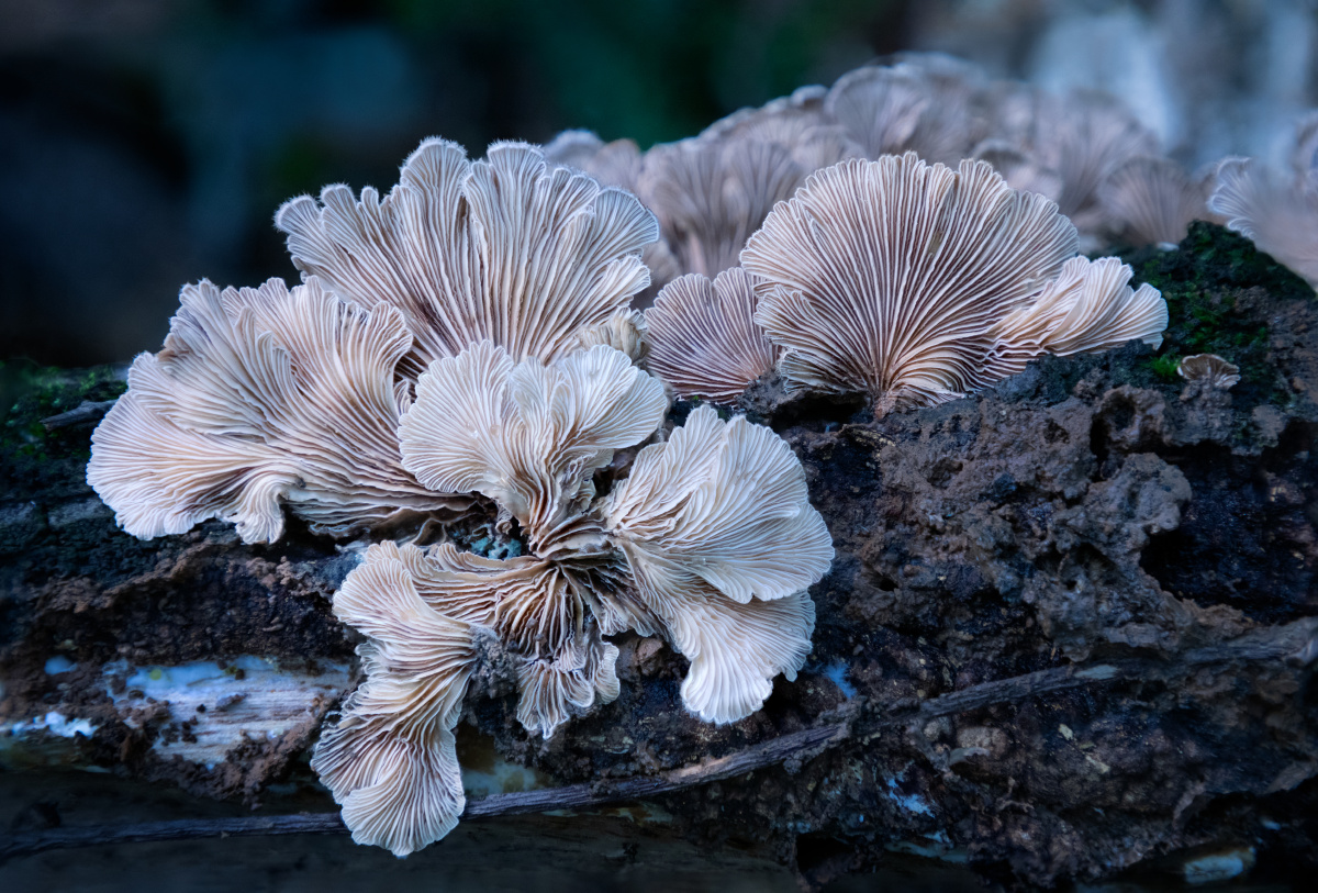 裂褶菌美丽的纹理