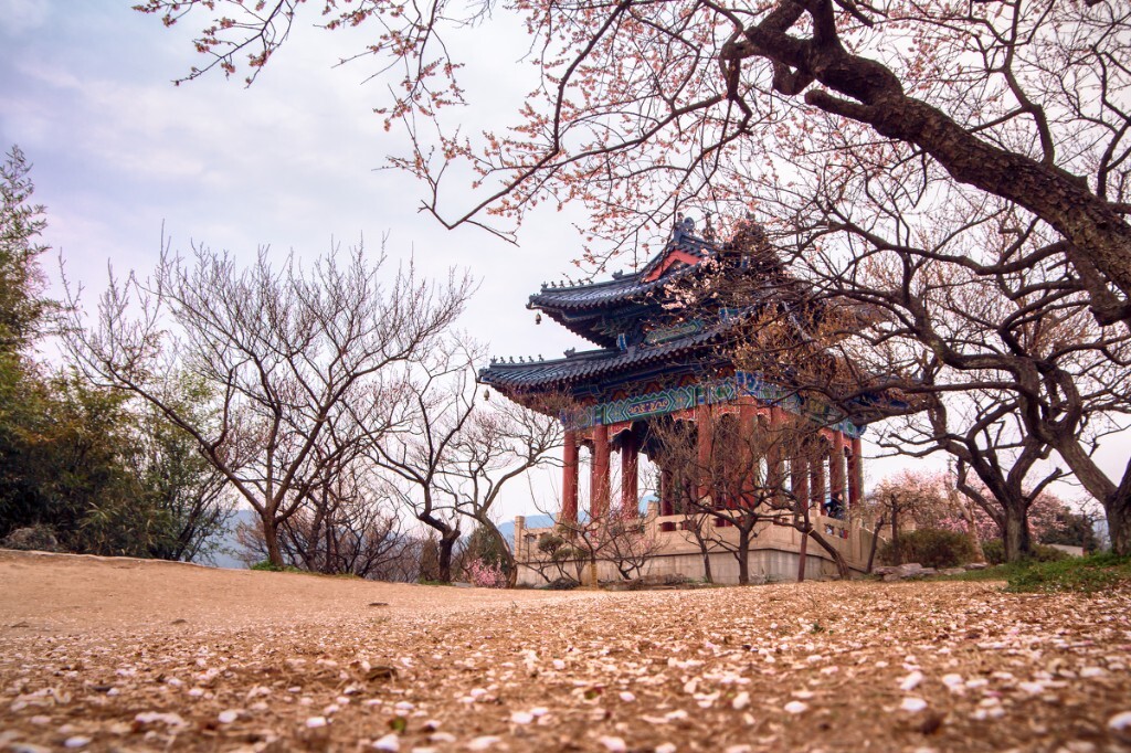 再次登上梅花山,梅花已经开始凋零,满地的花瓣。再次拍博爱阁,还能怎么拍呢,落花,也是一景。要将地上的花瓣、博爱阁、梅树一起拍下来,这样的构图还真不容易,很极端的机位了。