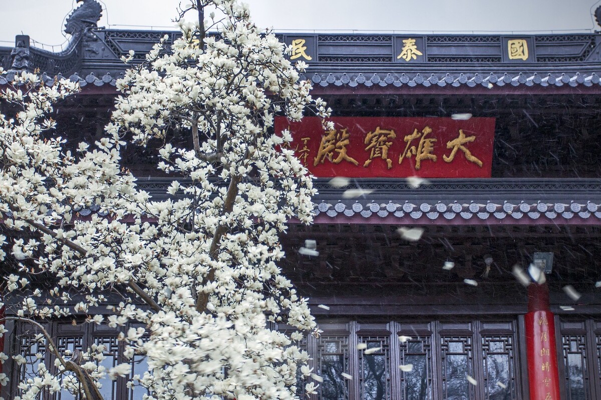 玉兰花的盛花期大概只有几天，灵谷寺的玉兰开花，却碰上大风降温，每一阵狂风大雨过后都是遍地的飘落的花瓣，估计一天下来花就没了。
