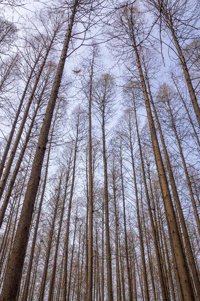 南理工的杉树林里，栖息着许多白鹭，不时地在空中飞来飞去。这张照片我放大到100%时数了下，能看到至少�有20只白鹭。挺拔的杉树，美好的生态。