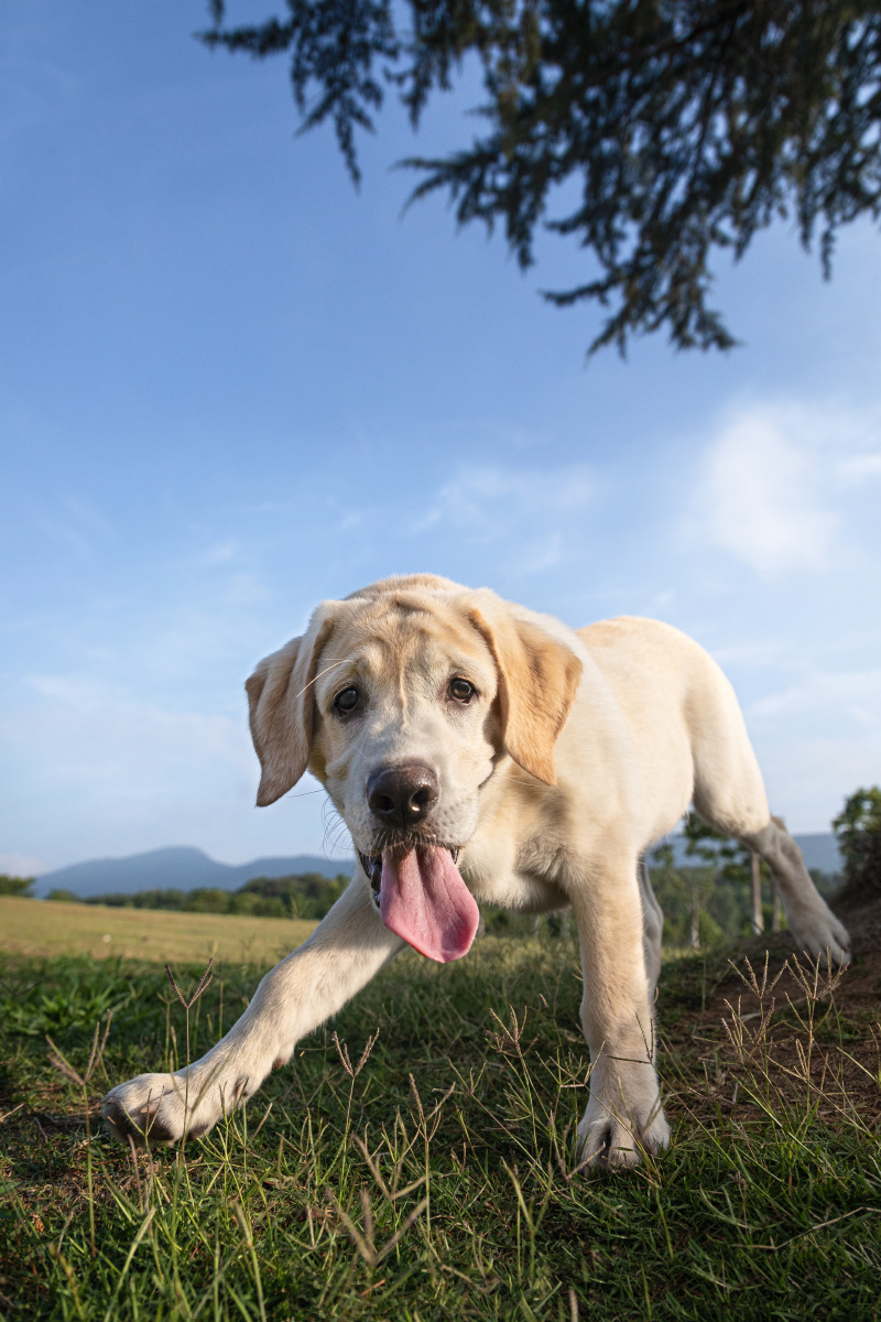 对着镜头吼叫的狗狗