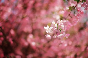 嫣红