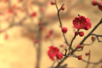 梅-绽放04