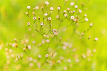 IMG_8987-1