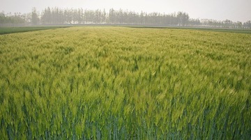 IMG_0271-2
