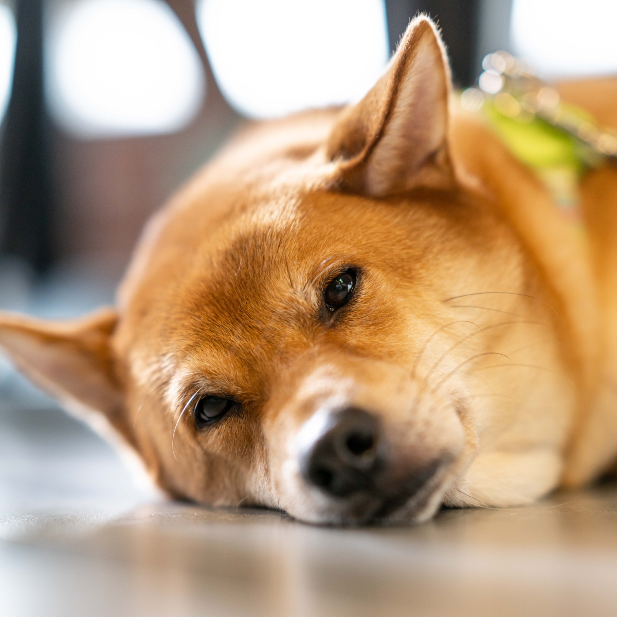 表情丰富的柴犬笑笑