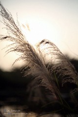 ES4C0370.jpg