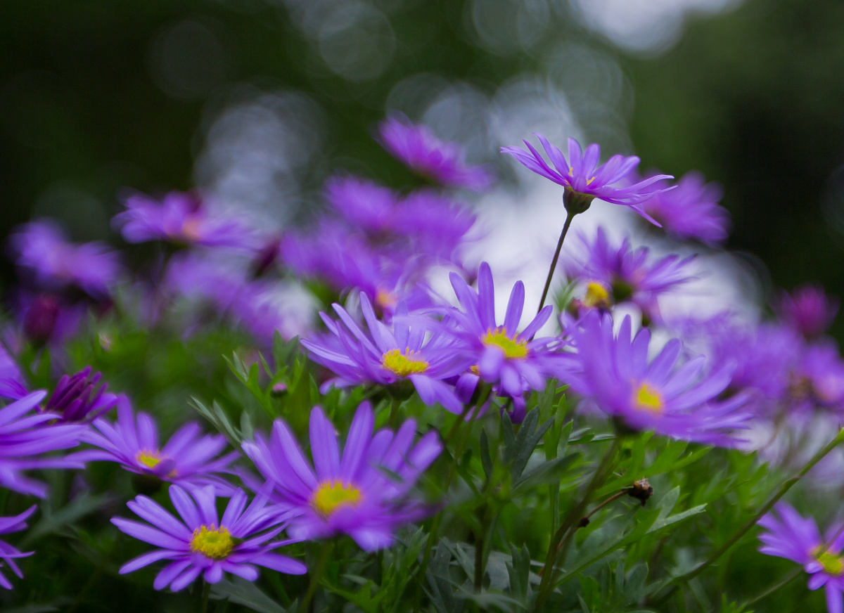 幽香拂面紫气兆祥