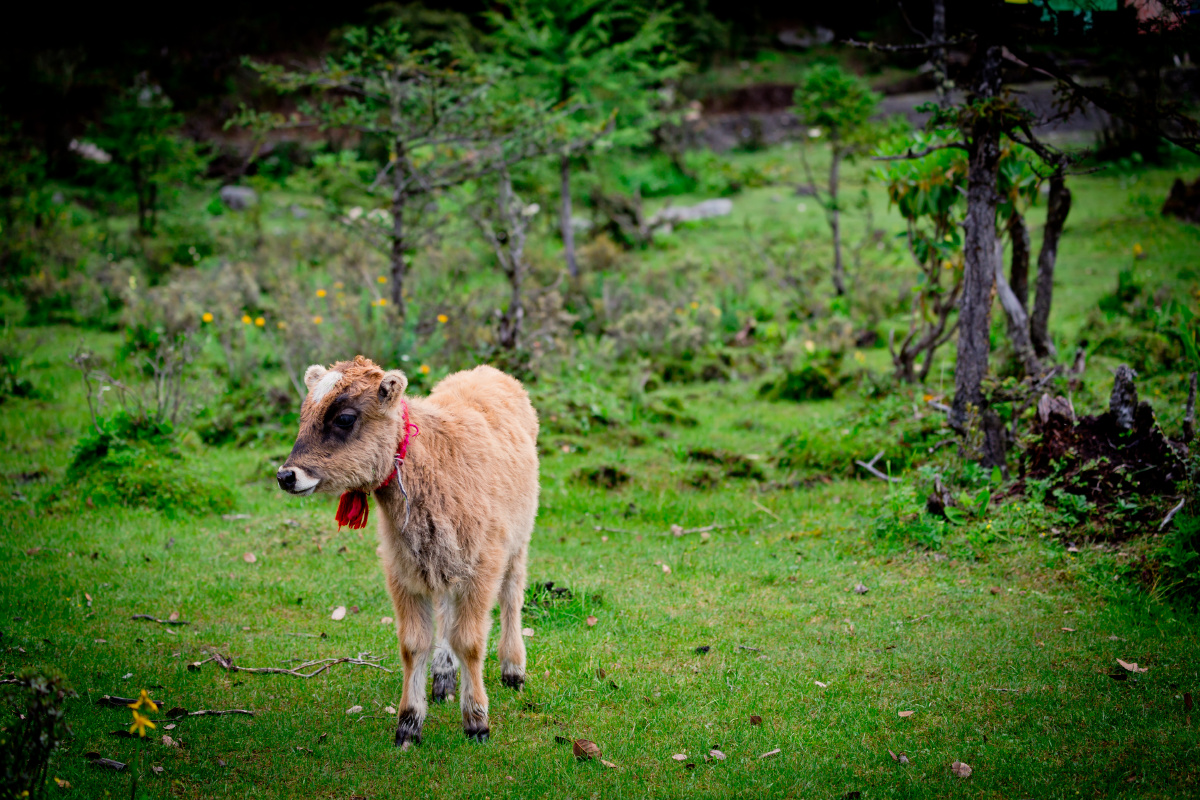 1/144毛茸茸的小动物#草坪哺乳动物可爱牛旅行风光四川甘孜州伍须海