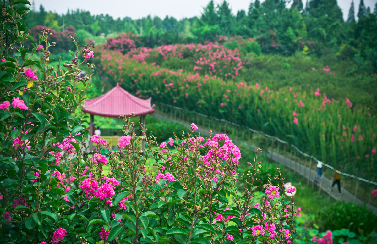 成都和盛紫薇公园