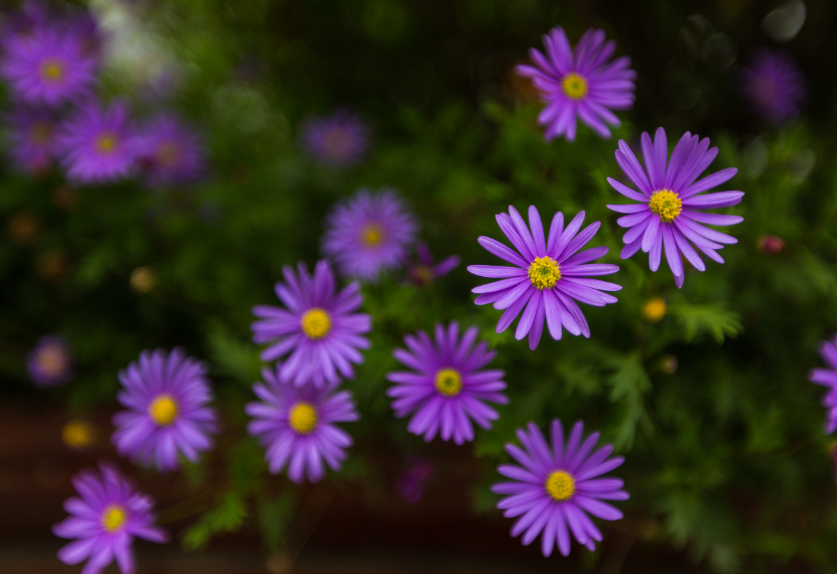 幽香拂面紫气兆祥