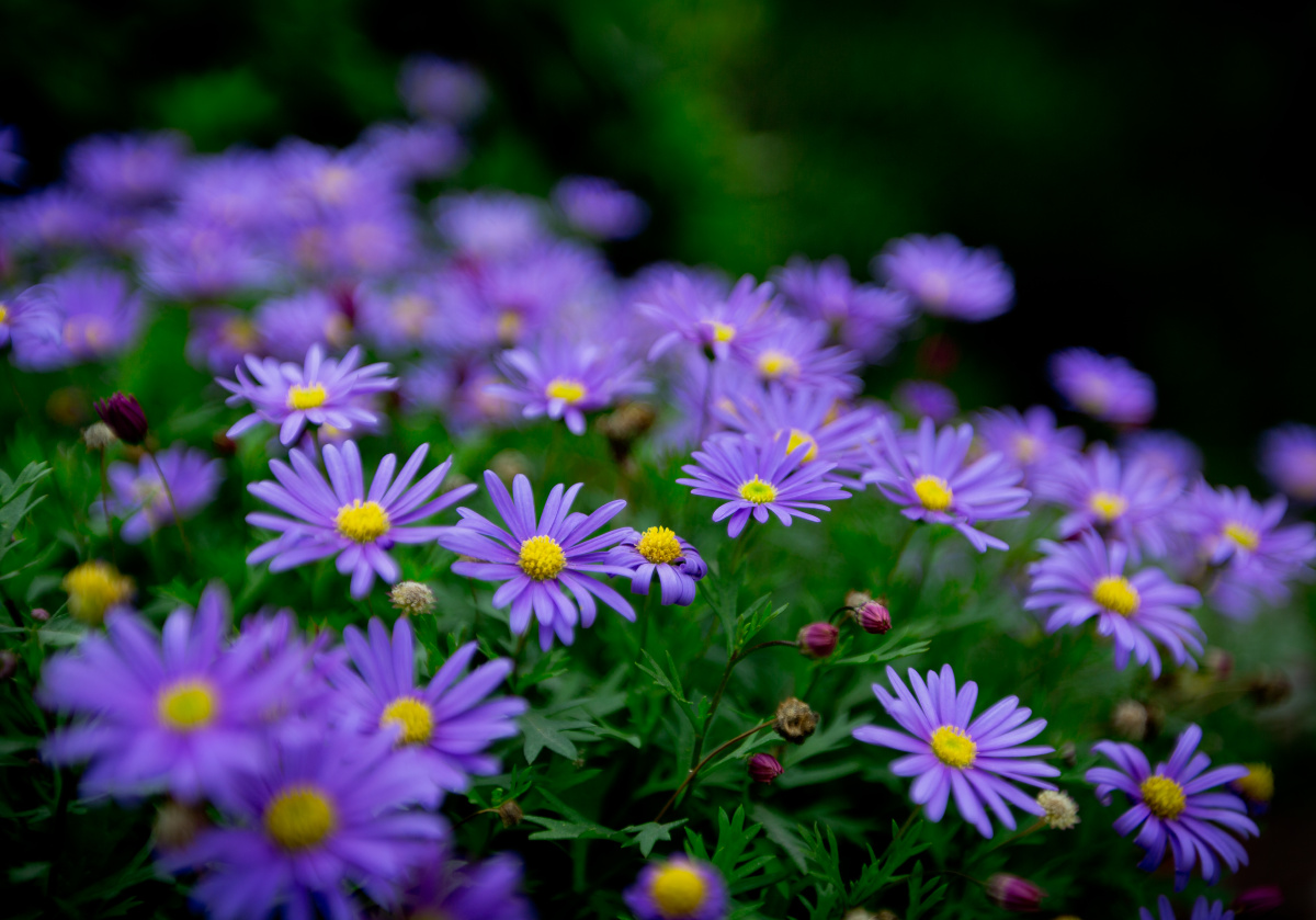 幽香拂面紫气兆祥