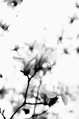 IMG_4923.JPG