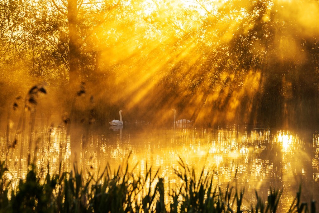 金色的阳光透过树丛，打在池塘中游弋的天鹅上，与蒸发的薄雾一起构织出梦幻般的景象