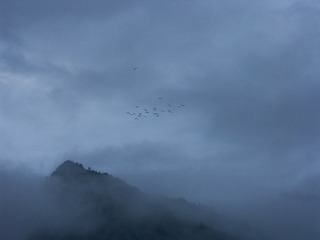 Fog_Bird_01.jpg