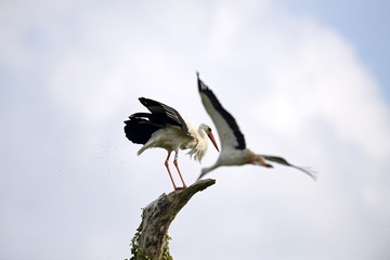 Zoe20110605_26.jpg
