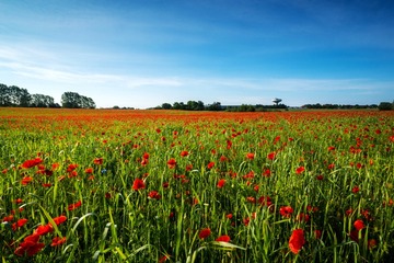 Poppy002