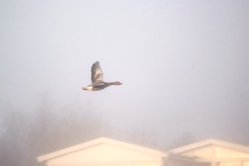 Duck_Fog
