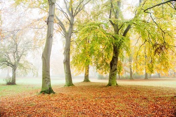 Fog_Autumn_001