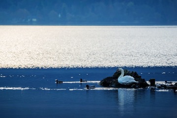 SwanFreed001