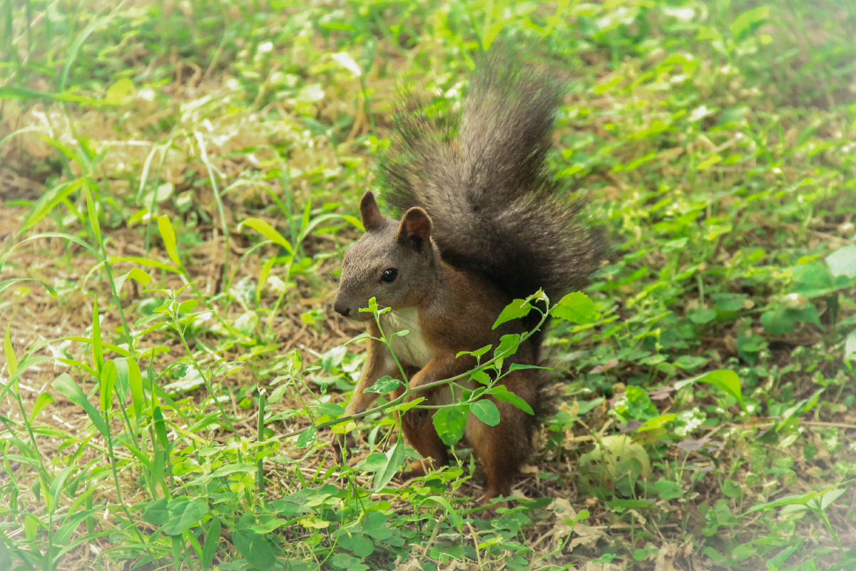 在帝都天坛的松鼠,本身自带了一种傲气