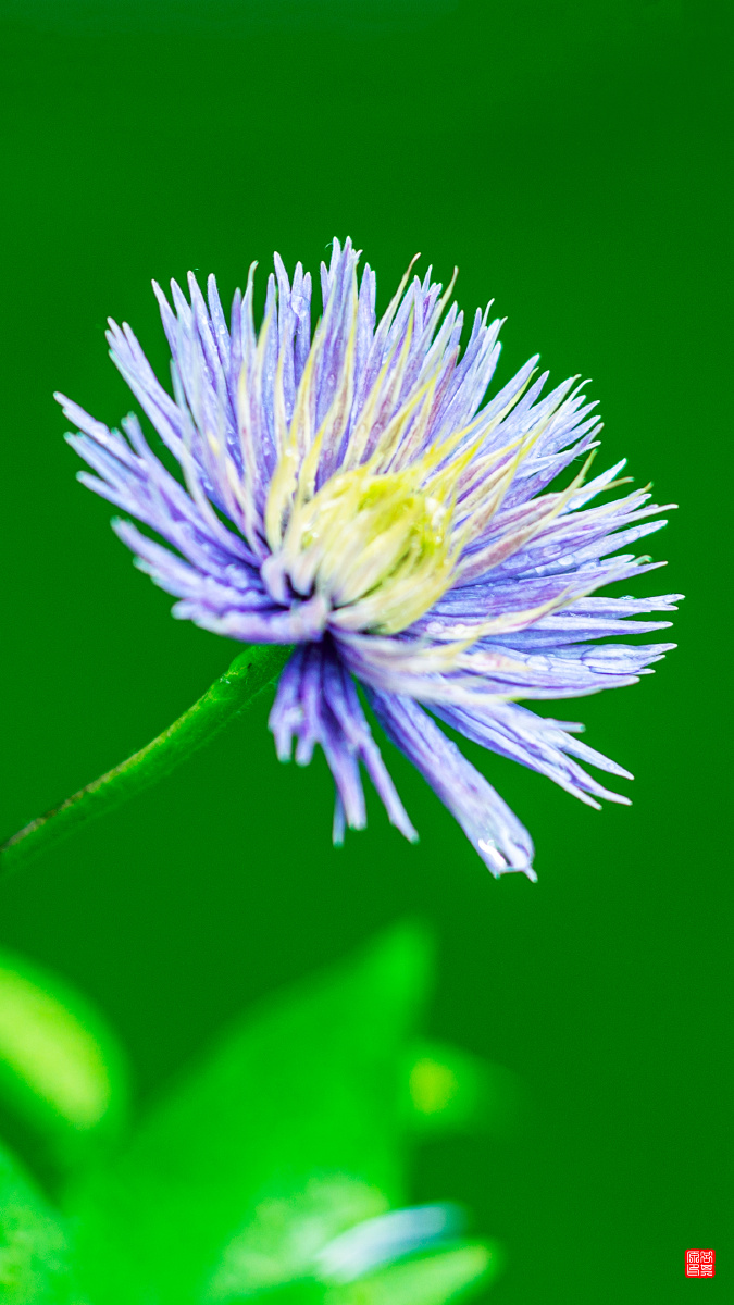 绿色里的一丛紫色