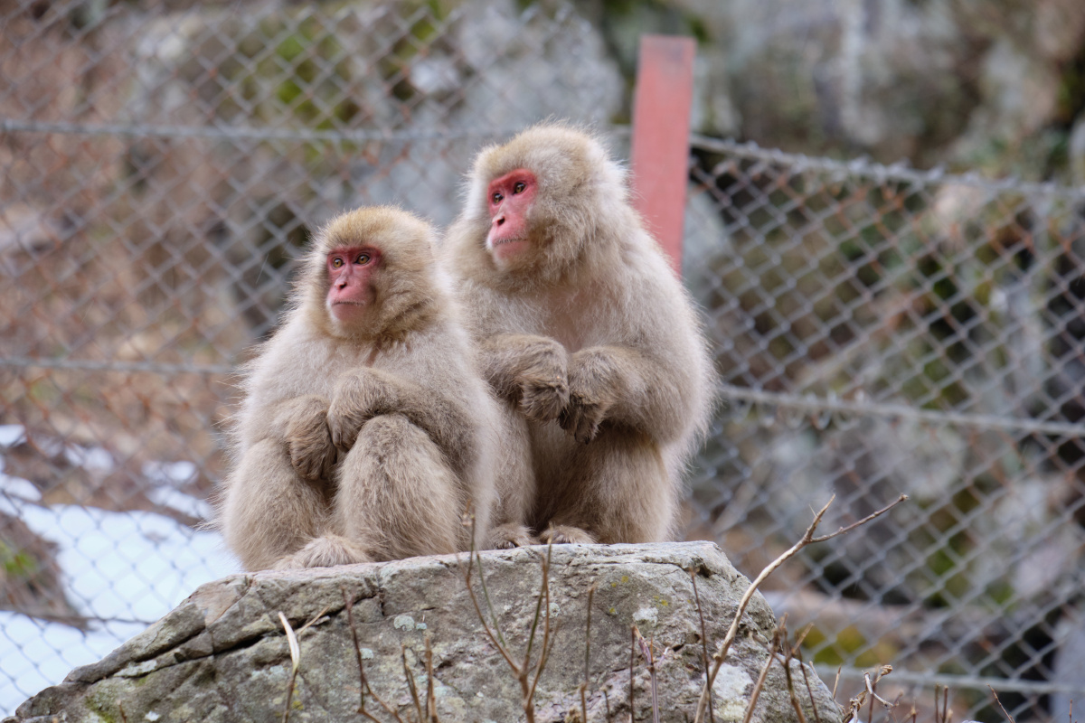 长野地狱谷温泉雪猿
