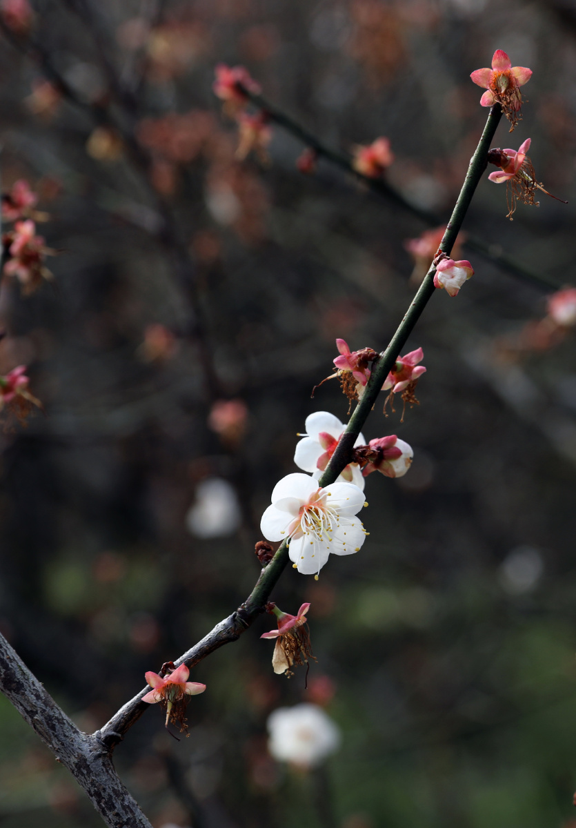 叶上秋露 - 图虫