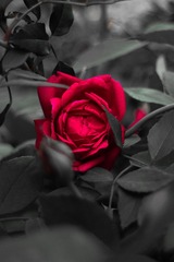 C909A42E-0ED7-4415-A188-34B44DCB8C75/L0/001