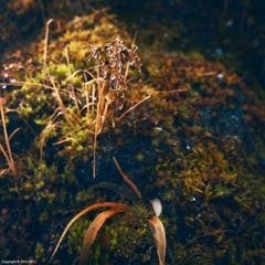 _DSC8457.jpg