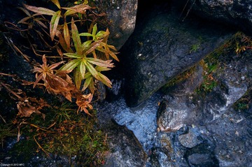 _DSC8466.jpg