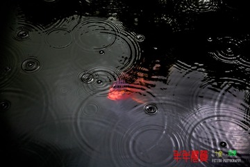 祝大家年年有余！