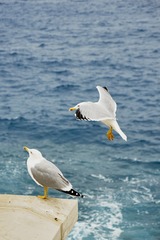 海鸥