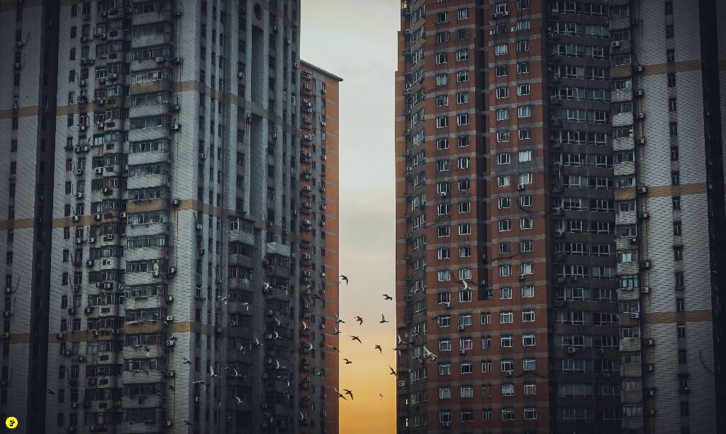 夕阳西下，鸟儿结伴游走于楼宇之间，因为在脑子里早已构想好了画面，所以当他们飞过两栋楼的缝隙时，我赶紧按下快门，黄昏之中，它们就像是城市的精灵。